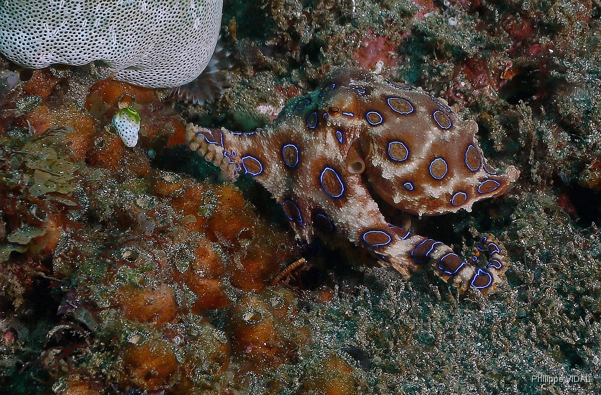 Bali 2016 - Blue ringed Octopus - Poulpe a anneaux bleus - Hapalochlaena maculosa - IMG_6069_rc.jpg